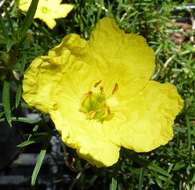 Imagem de Oenothera berlandieri subsp. berlandieri