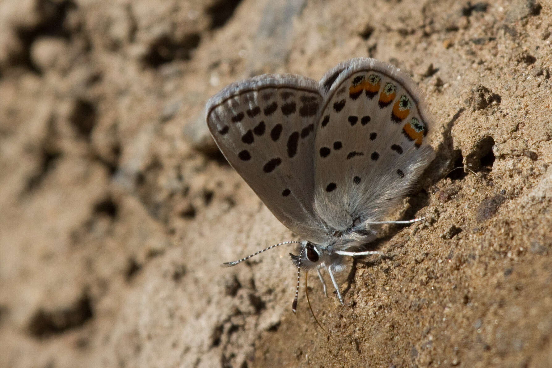 Plancia ëd Plebejus acmon (Westwood (1852))