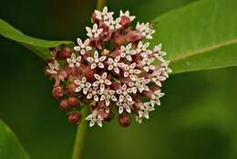 Image of milkweed