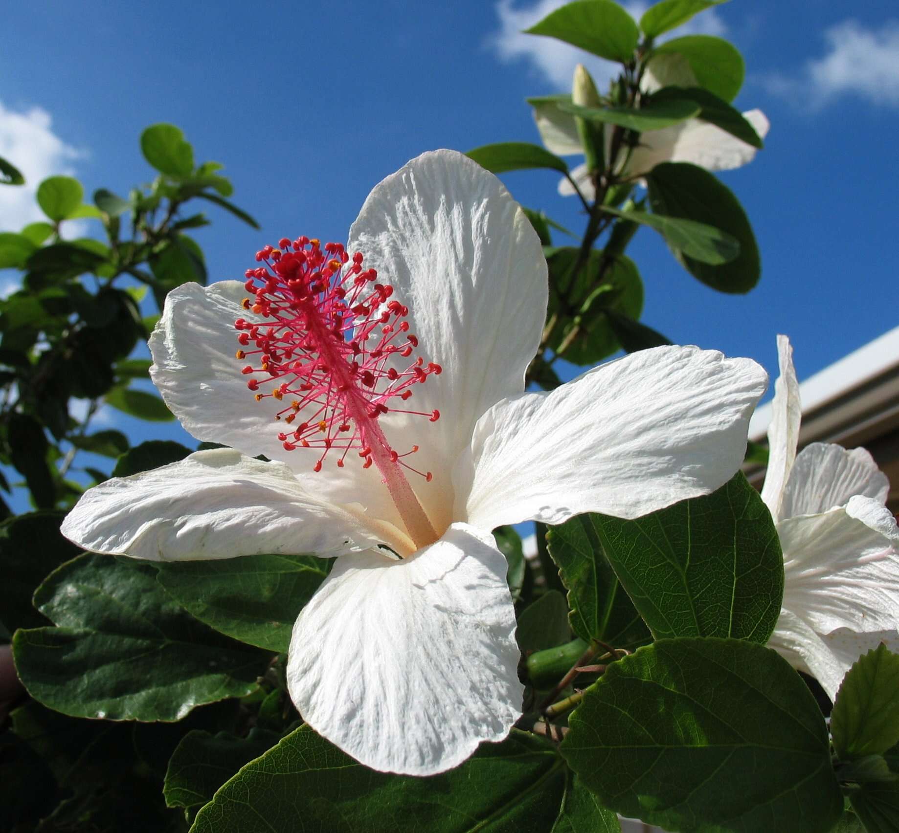 Image of white Kauai rosemallow