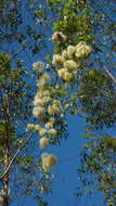 Image of Clematis brasiliana DC.