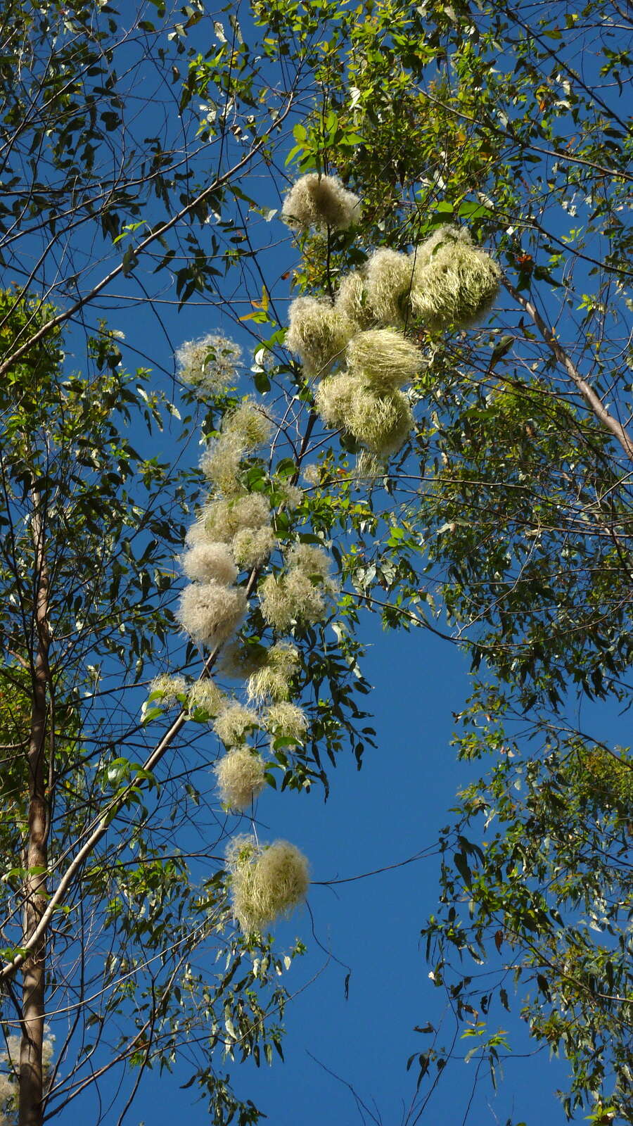 Sivun Clematis brasiliana DC. kuva