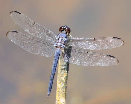 Libellula Linnaeus 1758 resmi