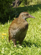 Image of Lord Howe wood rail