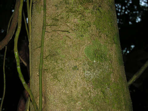 Image of Sorocea affinis Hemsl.