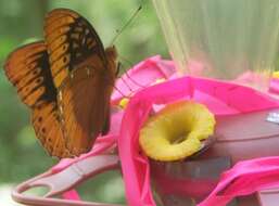 Image of Greater Fritillaries