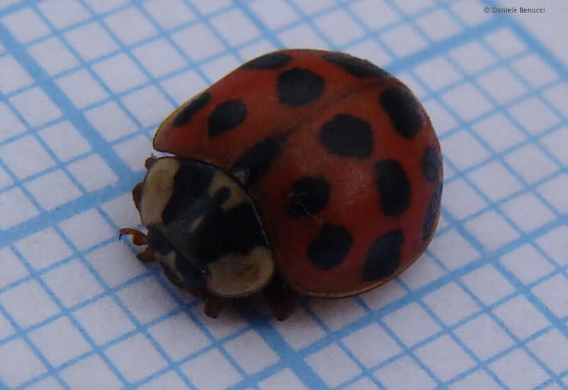 Image of Harmonia axyridis (Pallas 1773)