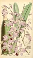 Image of butterfly orchid