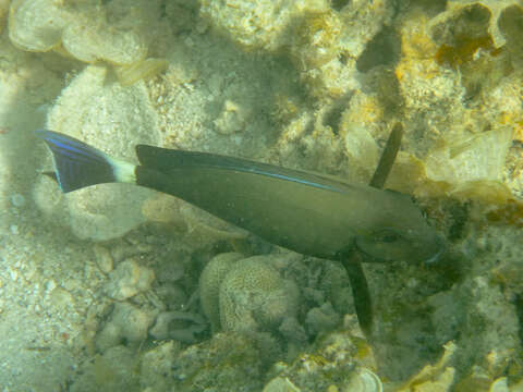 Image of Blue-banded Pualu