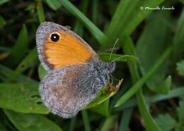 Слика од Coenonympha