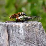 Image de Spheciina Nemkov & Ohl 2011