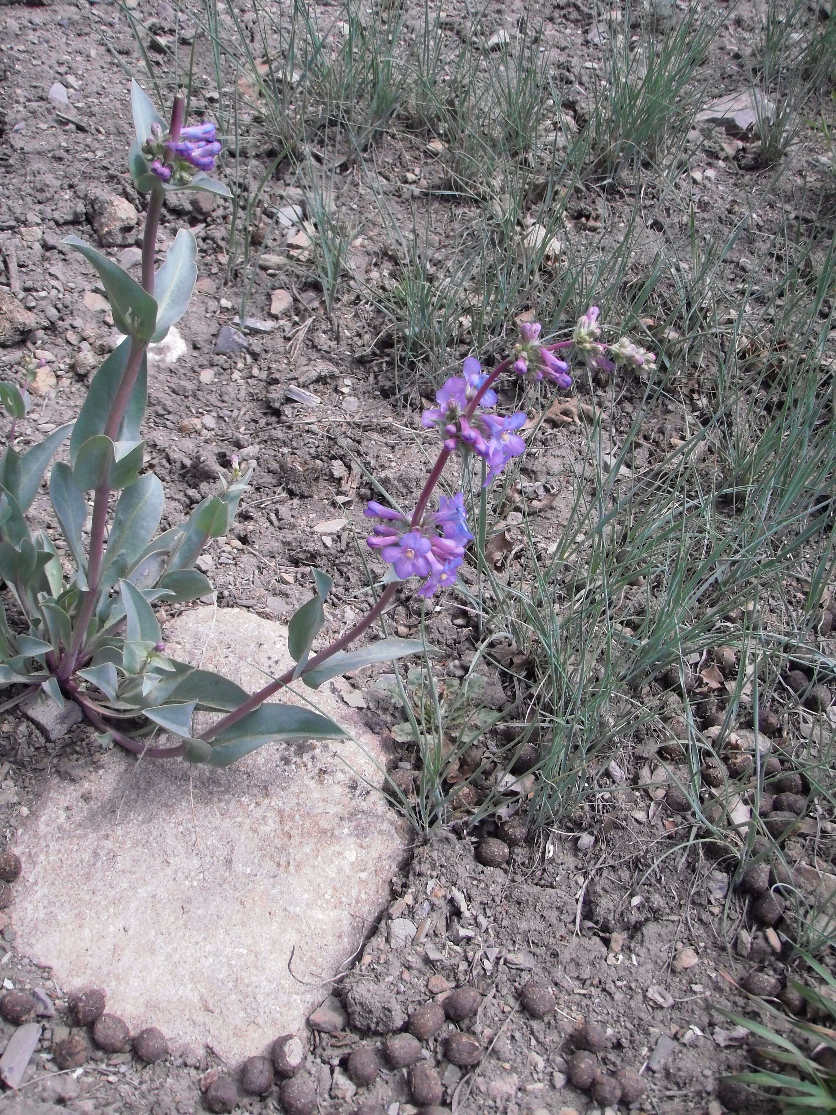 Image of Osterhout's beardtongue