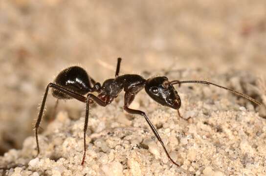 Image de Camponotus molossus Forel 1907