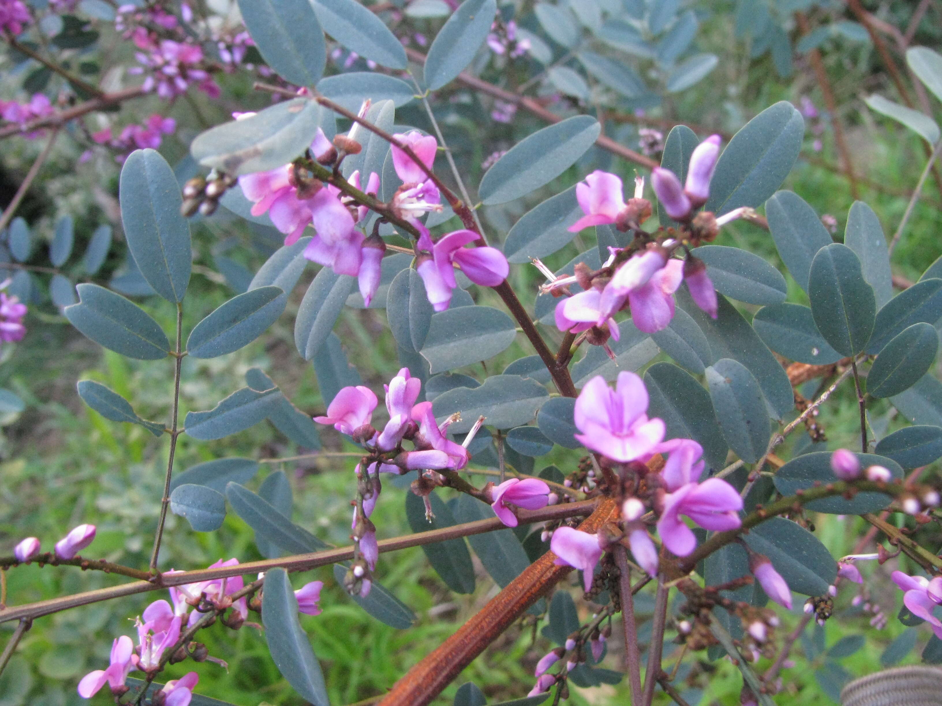 Image de Indigofera australis Willd.