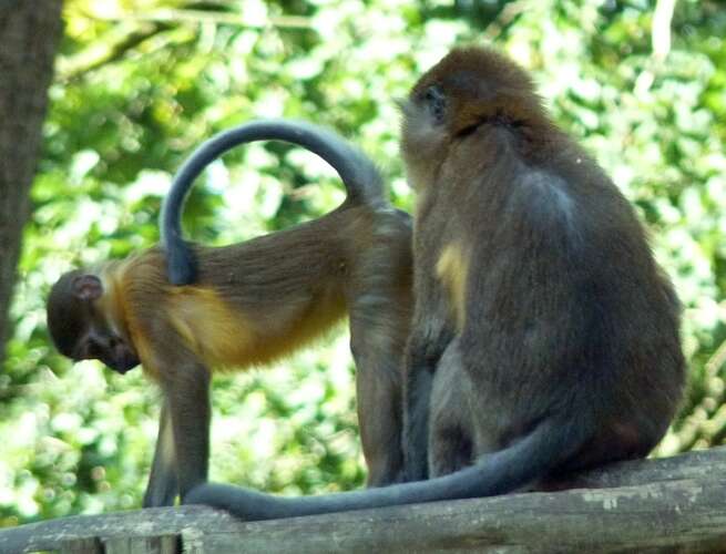 Image of Golden-bellied Mangabey