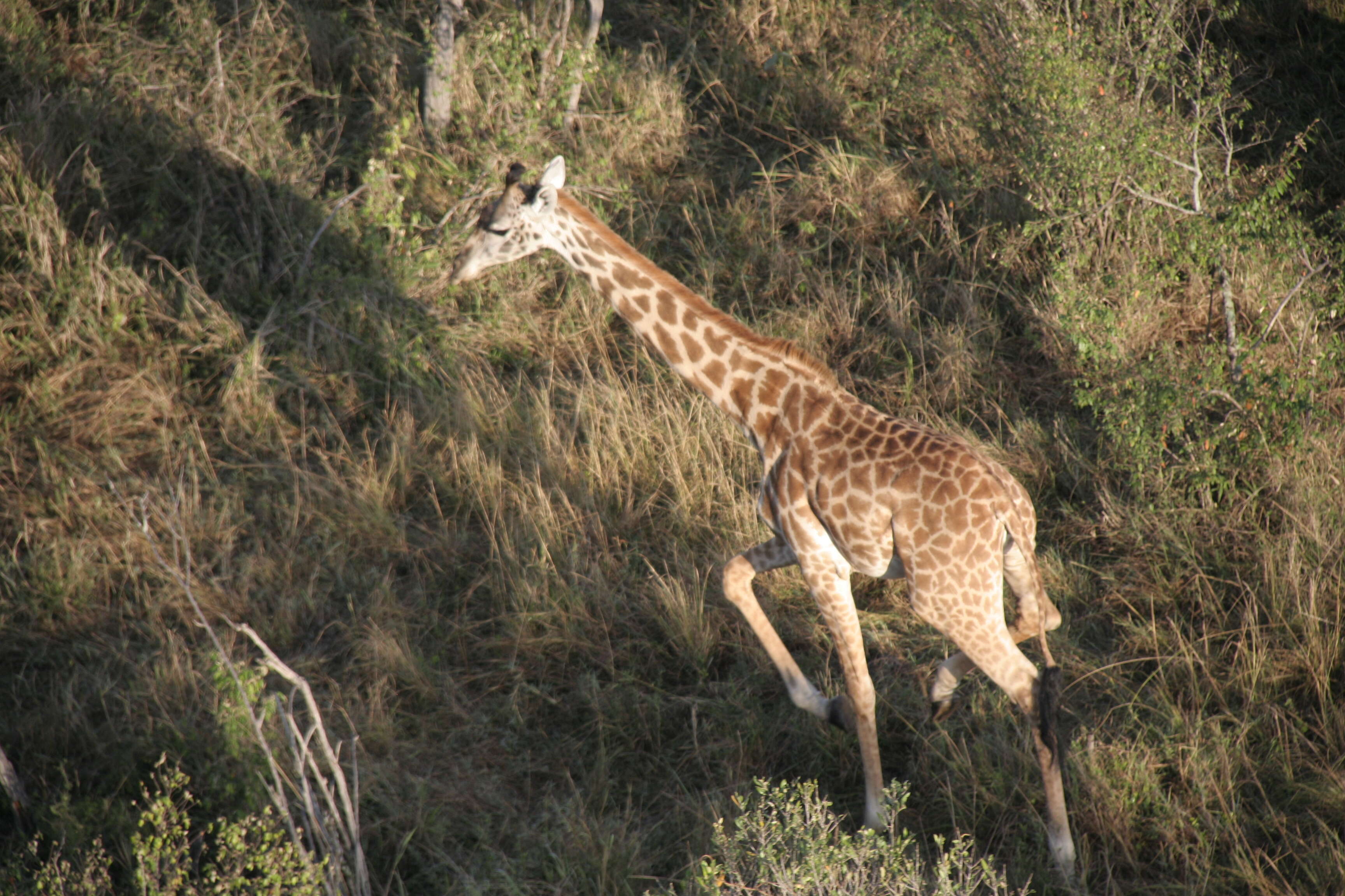 Imagem de girafa