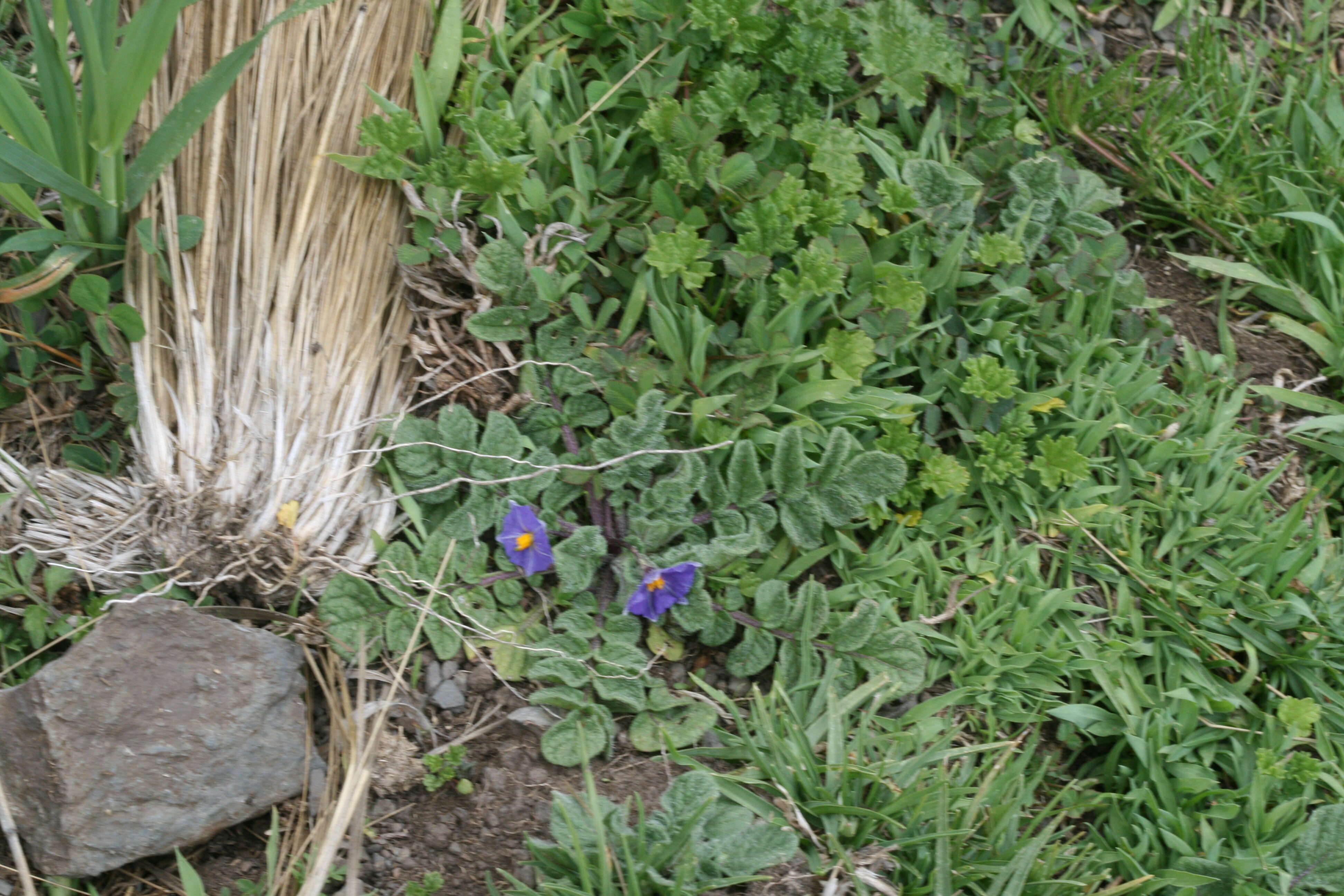 Image of Solanum acaule Bitter