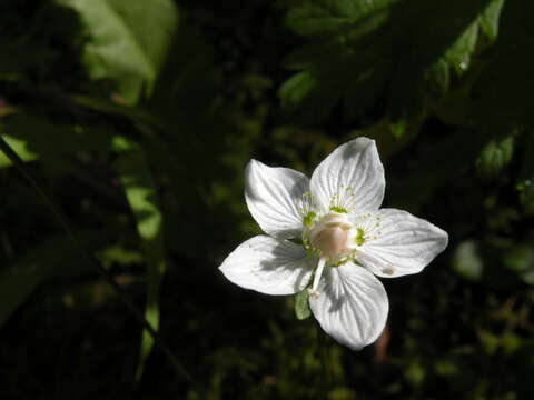 Слика од Parnassia palustris L.