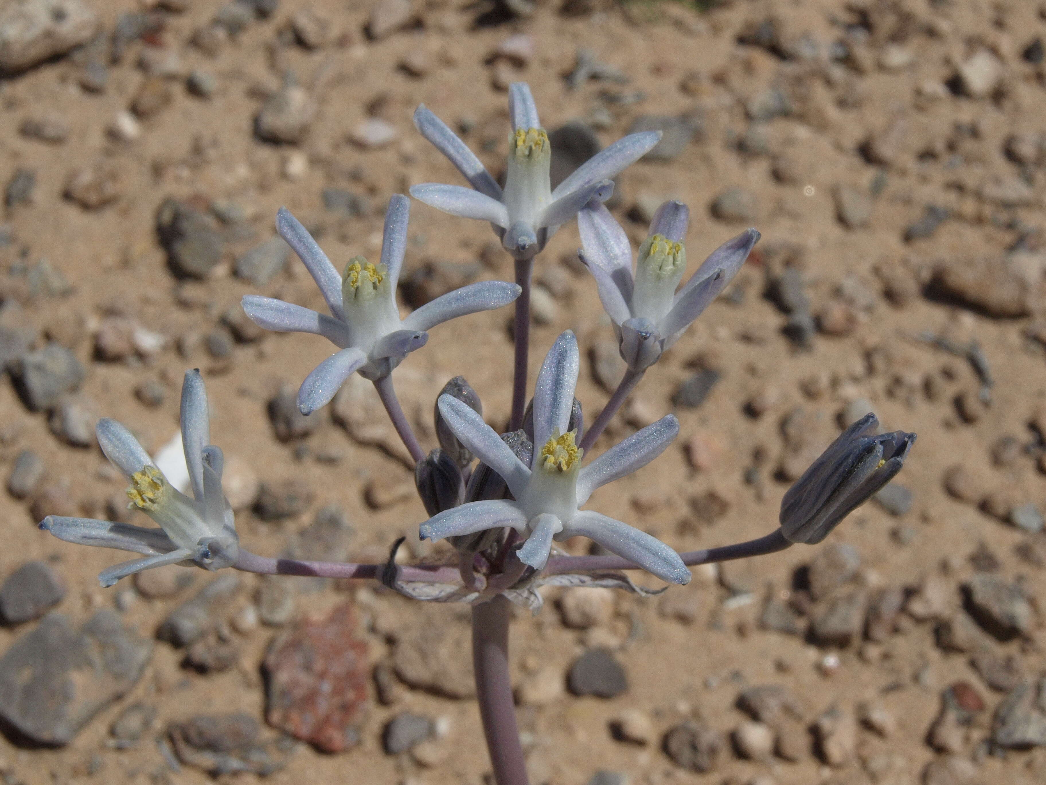 Image of funnel lily