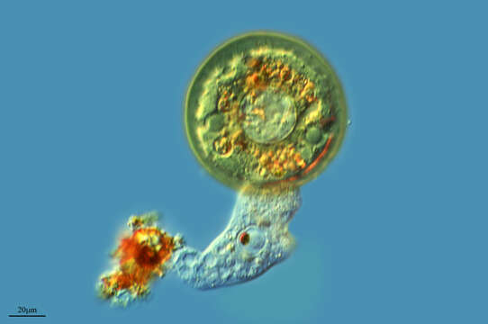 Image of Protist