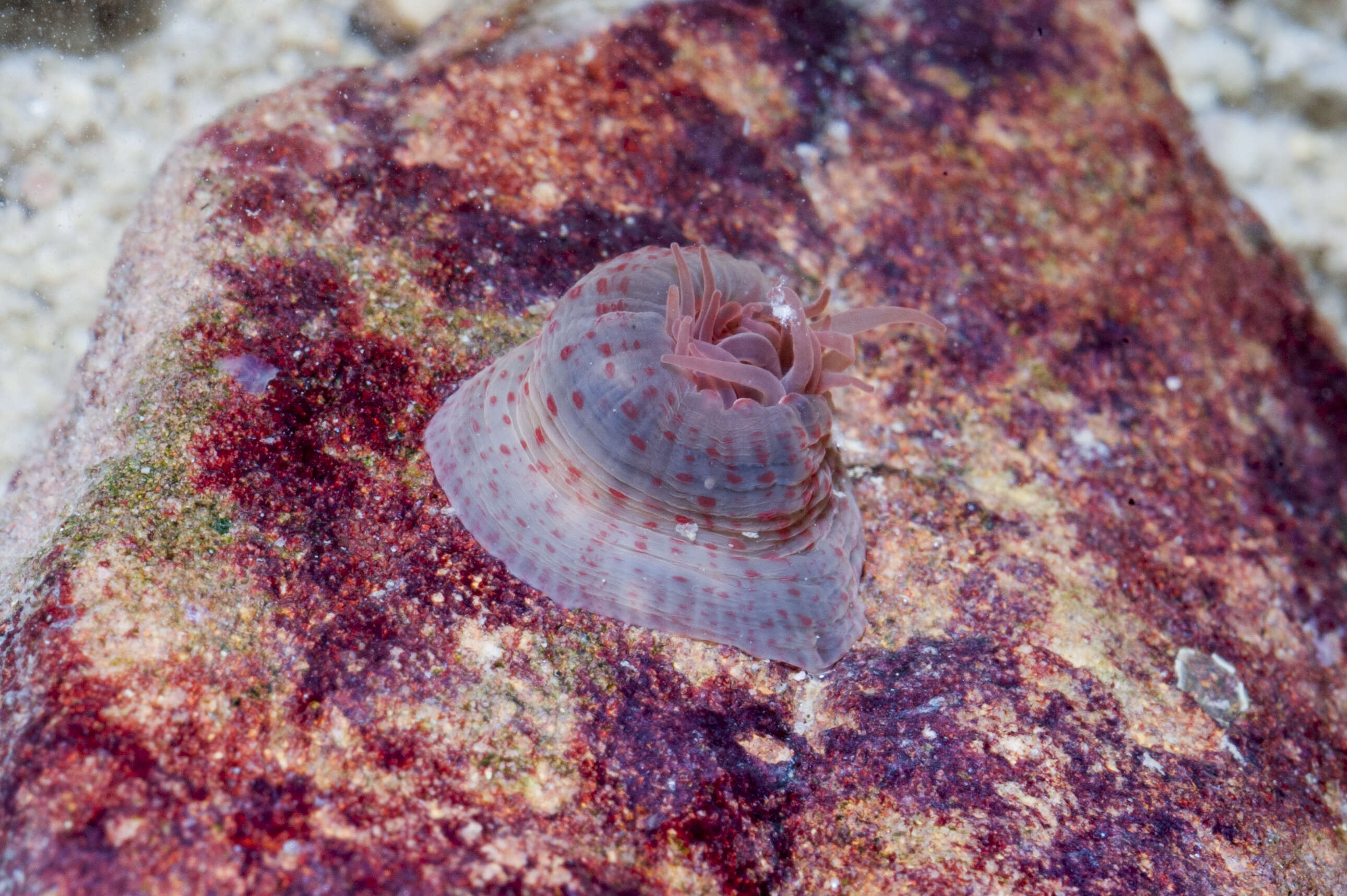 Image of Anthopleura buddemeieri Fautin 2005