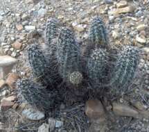 Image of Boyce Thompson hedgehog cactus