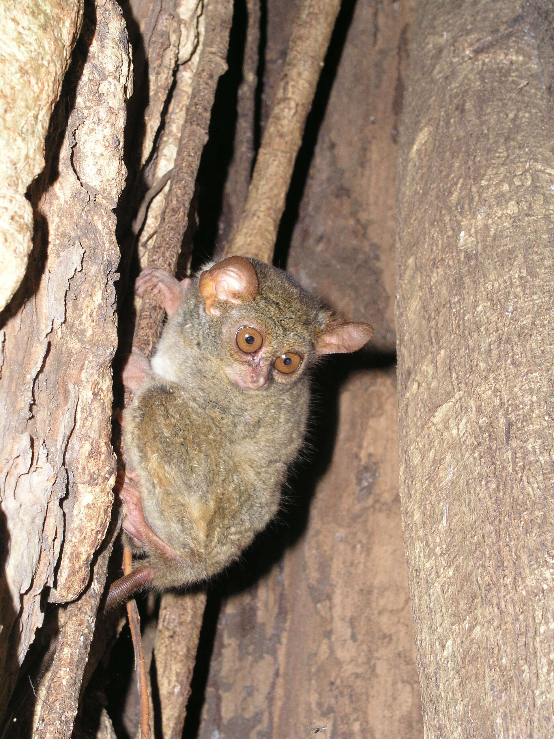 Image de Tarsius Storr 1780