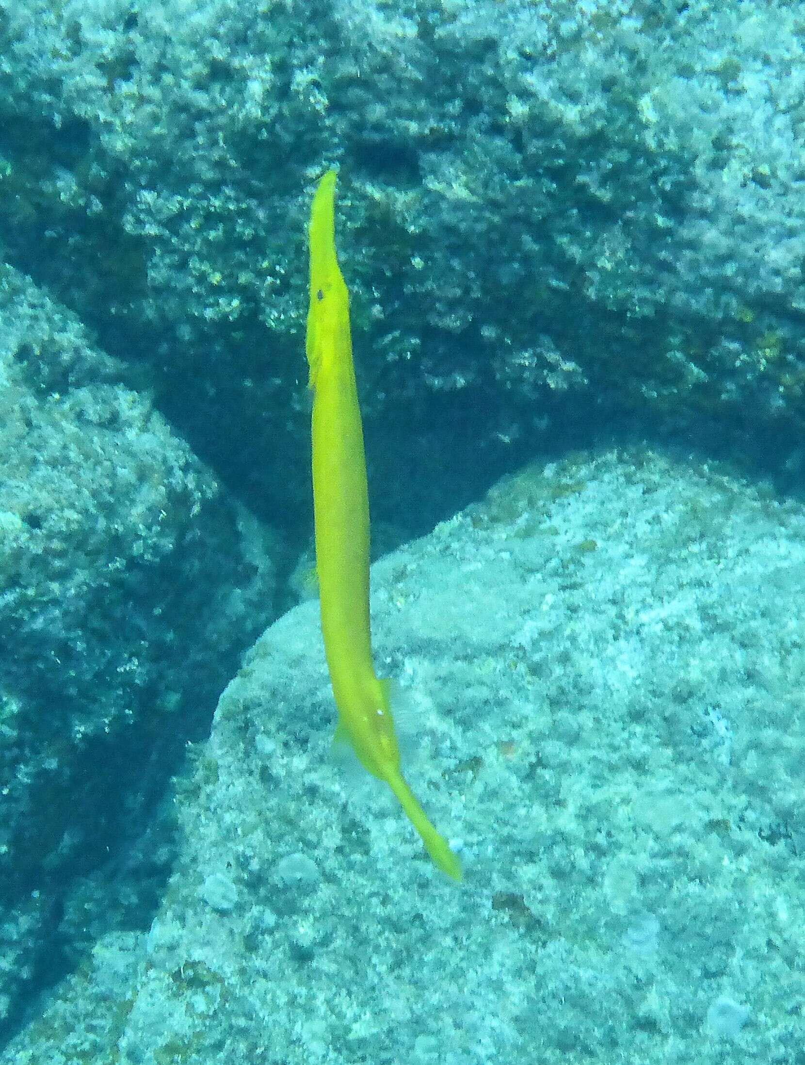 Image of trumpetfishes