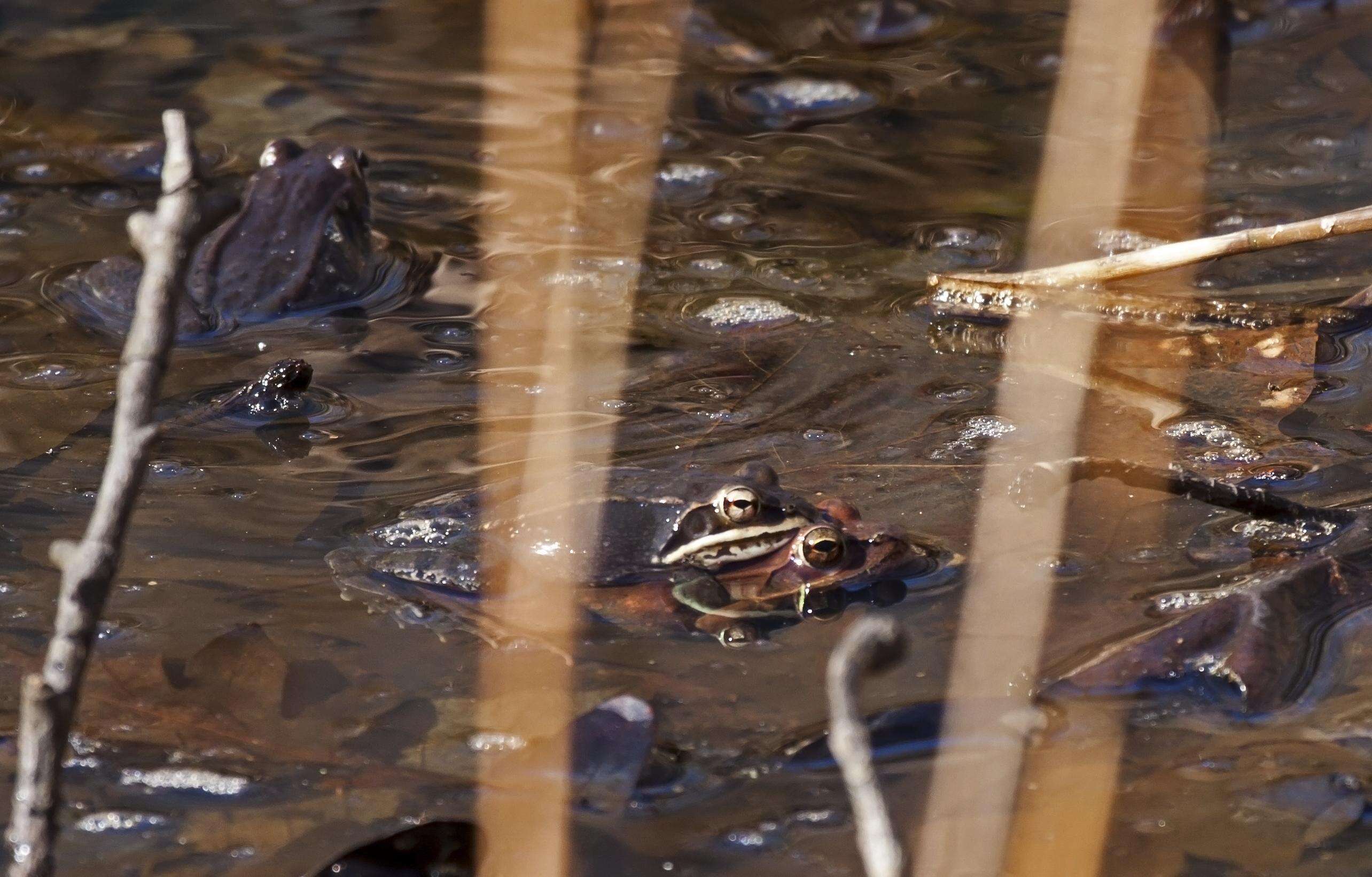 Image of Lithobates Fitzinger 1843