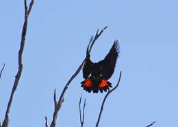 Image of Calyptorhynchus Desmarest 1826