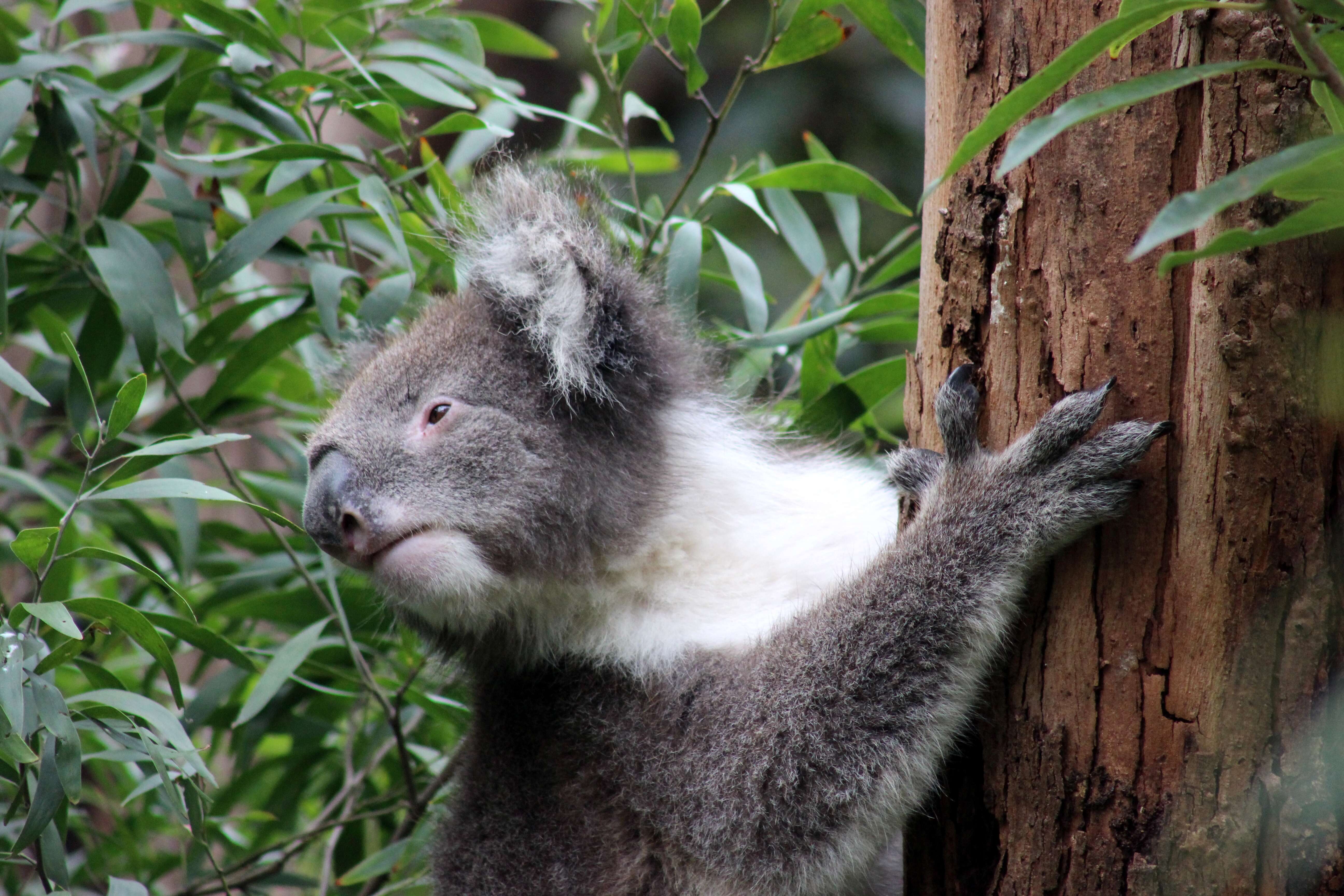 Image of Wombats and Koalas