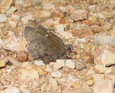 Image of Northern Cloudywing