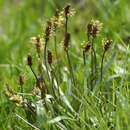 Image of Plantago alpina L.