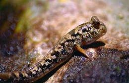 Image of Common mudskipper