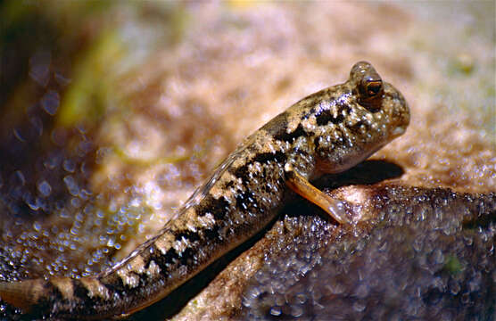 Image of Common mudskipper