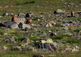 Image of Abruzzo Chamois