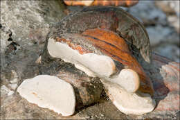 Image of Fomitopsis