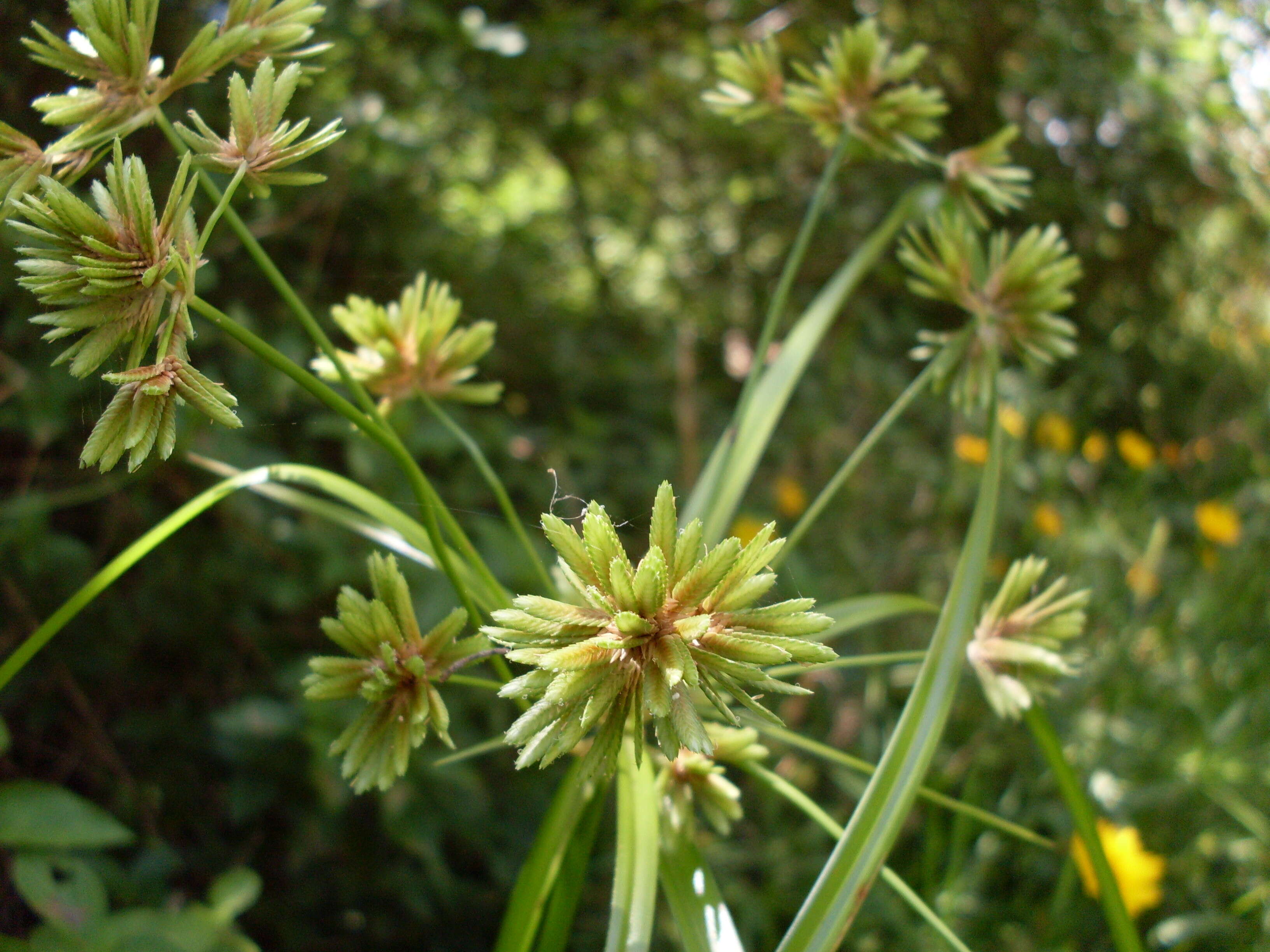 Слика од Cyperus eragrostis Lam.