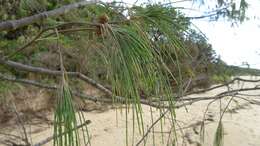 Image of Casuarina equisetifolia subsp. incana (Benth.) L. A. S. Johnson