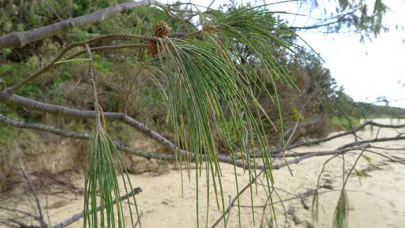 Image of Casuarina equisetifolia subsp. incana (Benth.) L. A. S. Johnson