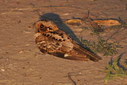 Image of Fiery-necked Nightjar