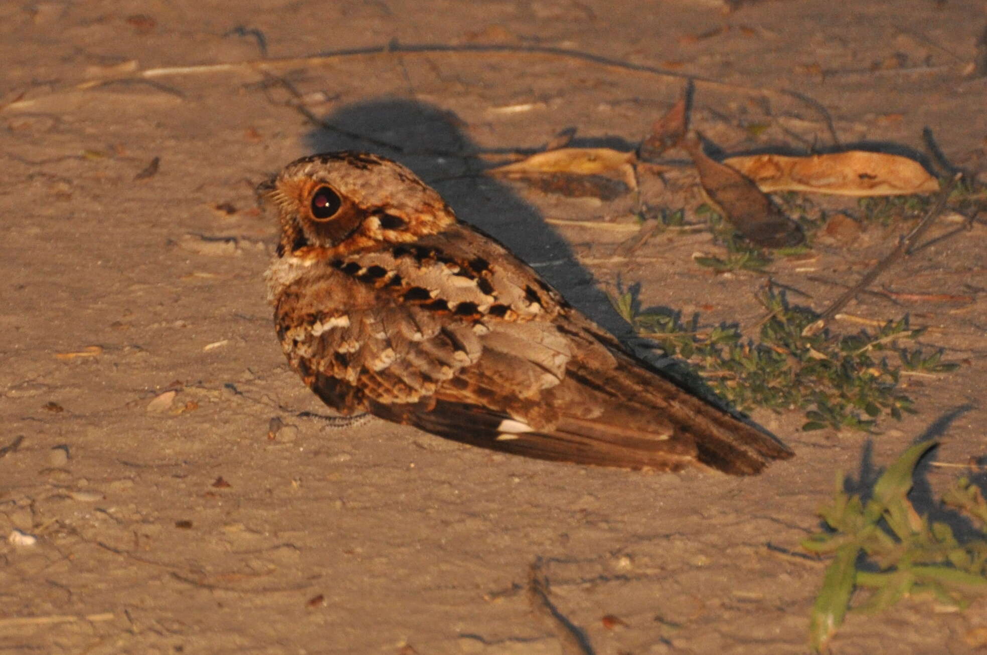 Image of Fiery-necked Nightjar