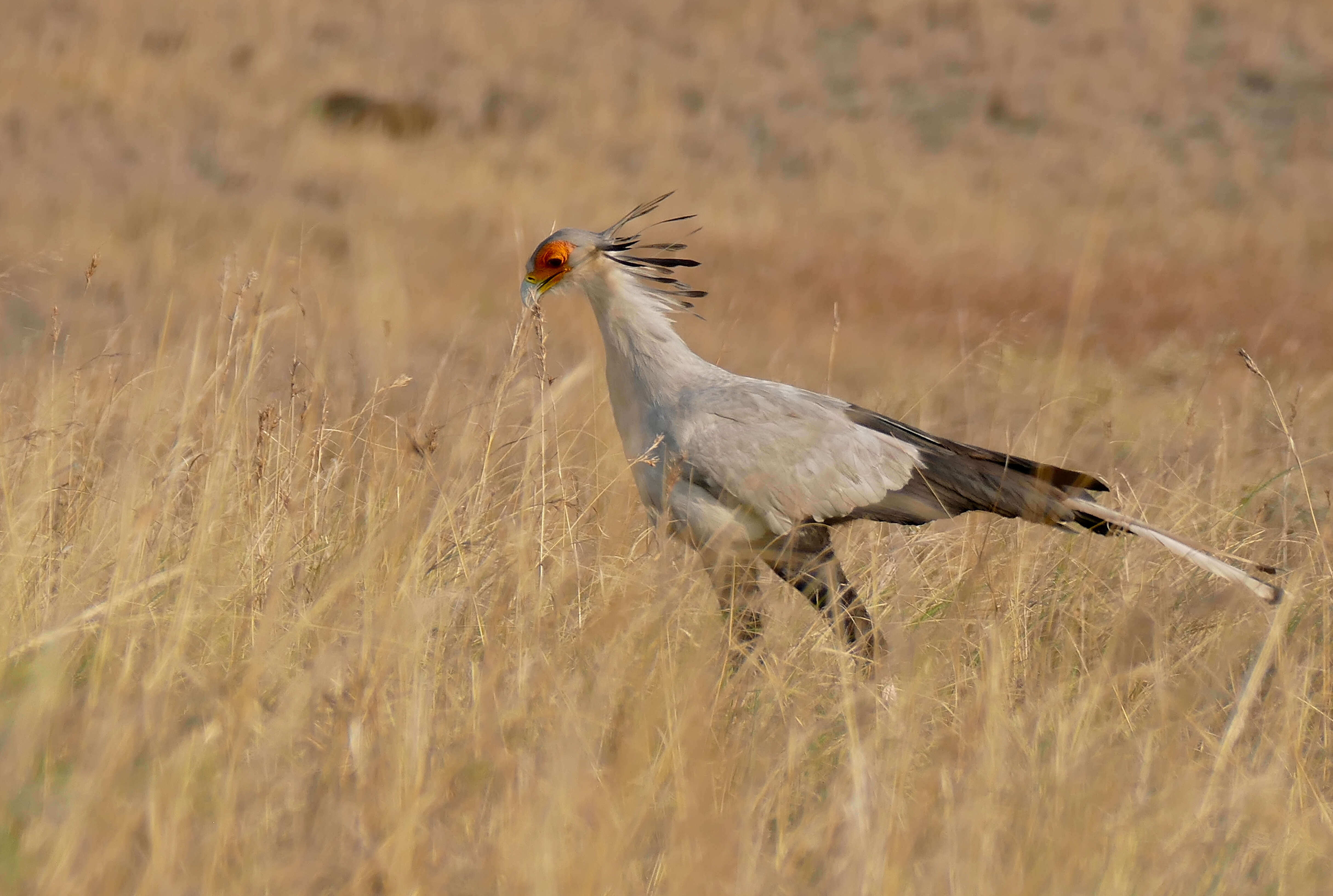 Image of Sagittariidae