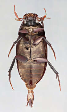 Image of Hydrobiomorpha