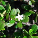 Image of Alyxia buxifolia R. Br.