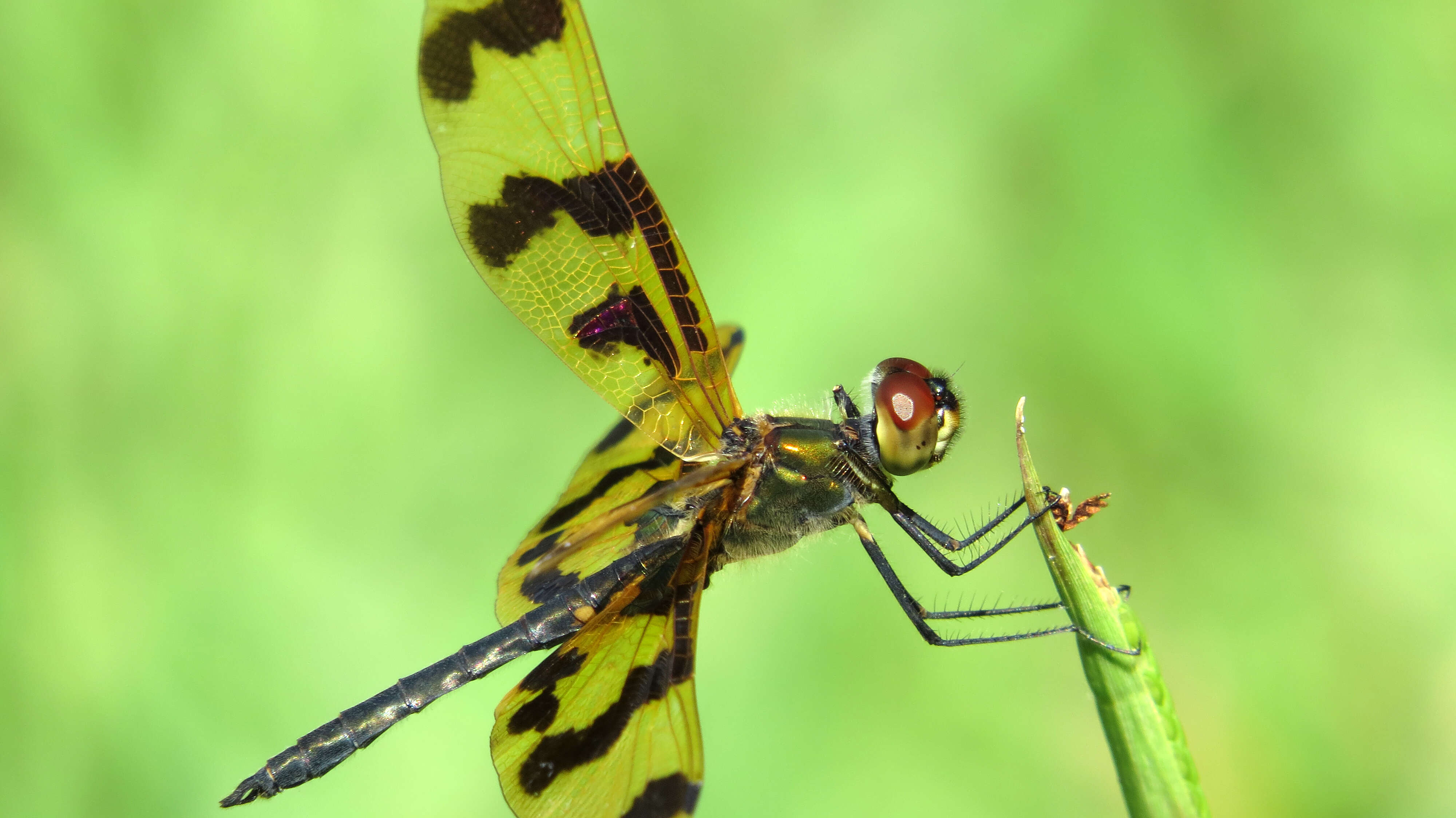 Image of Flutterers (Dragonflies)