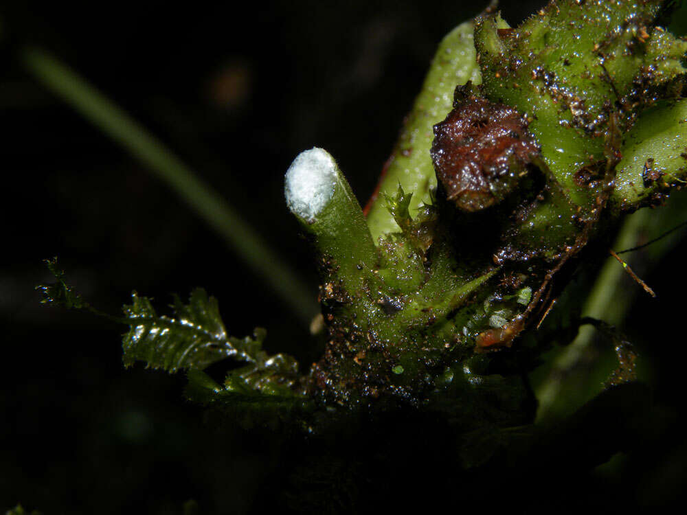 Image of Dorstenia choconiana S. Wats.