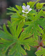 Imagem de Geranium carolinianum L.