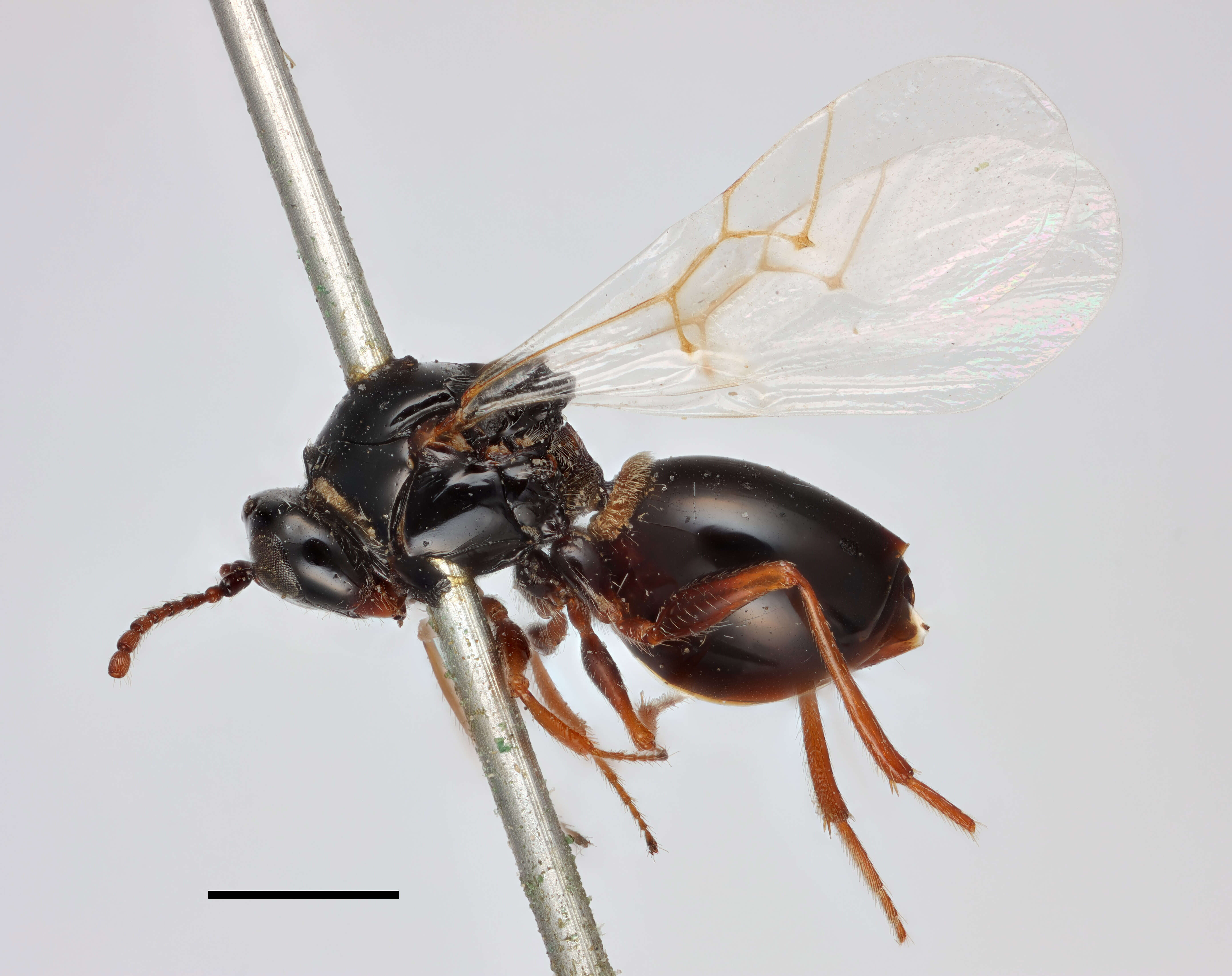 Image of Figitidae