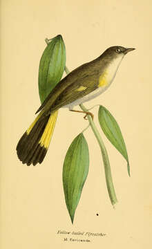 Image of Setophaga Swainson 1827